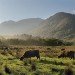 Highland Cattle 2